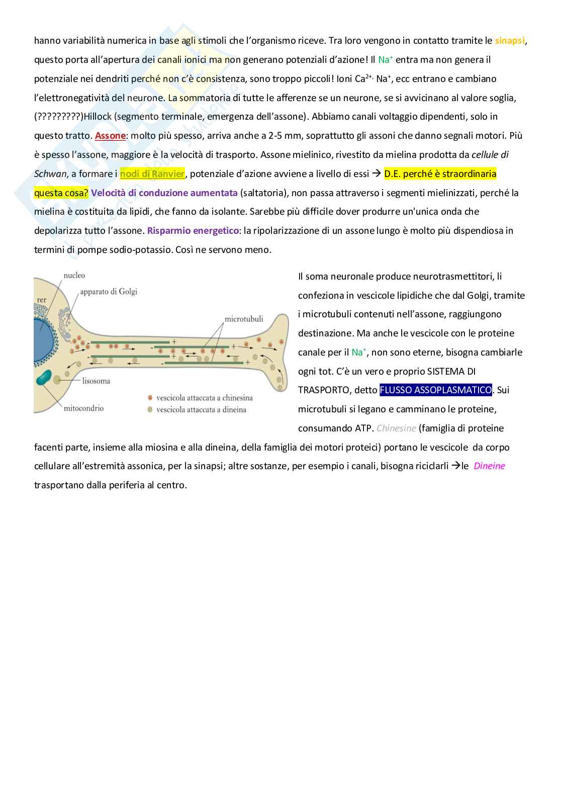 Fisiologia 1 - Fisiologia nervoso Pag. 2