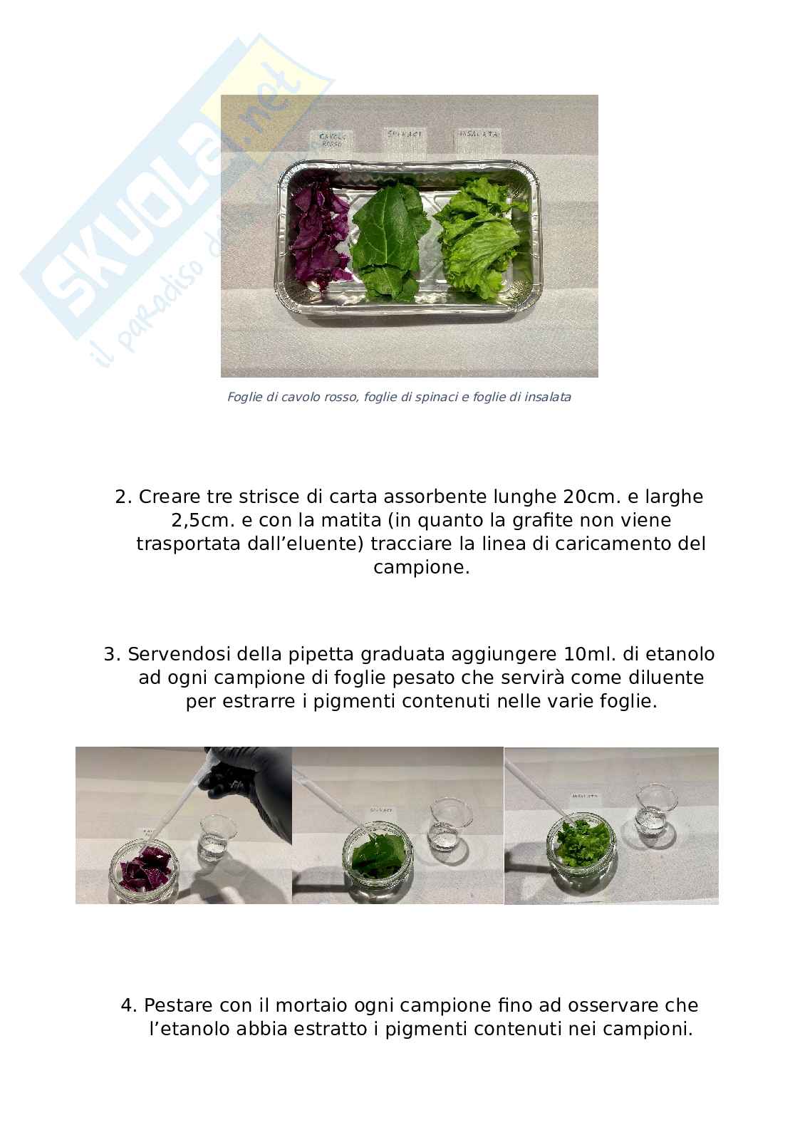 Relazione di Laboratorio di Zoologia Pag. 2