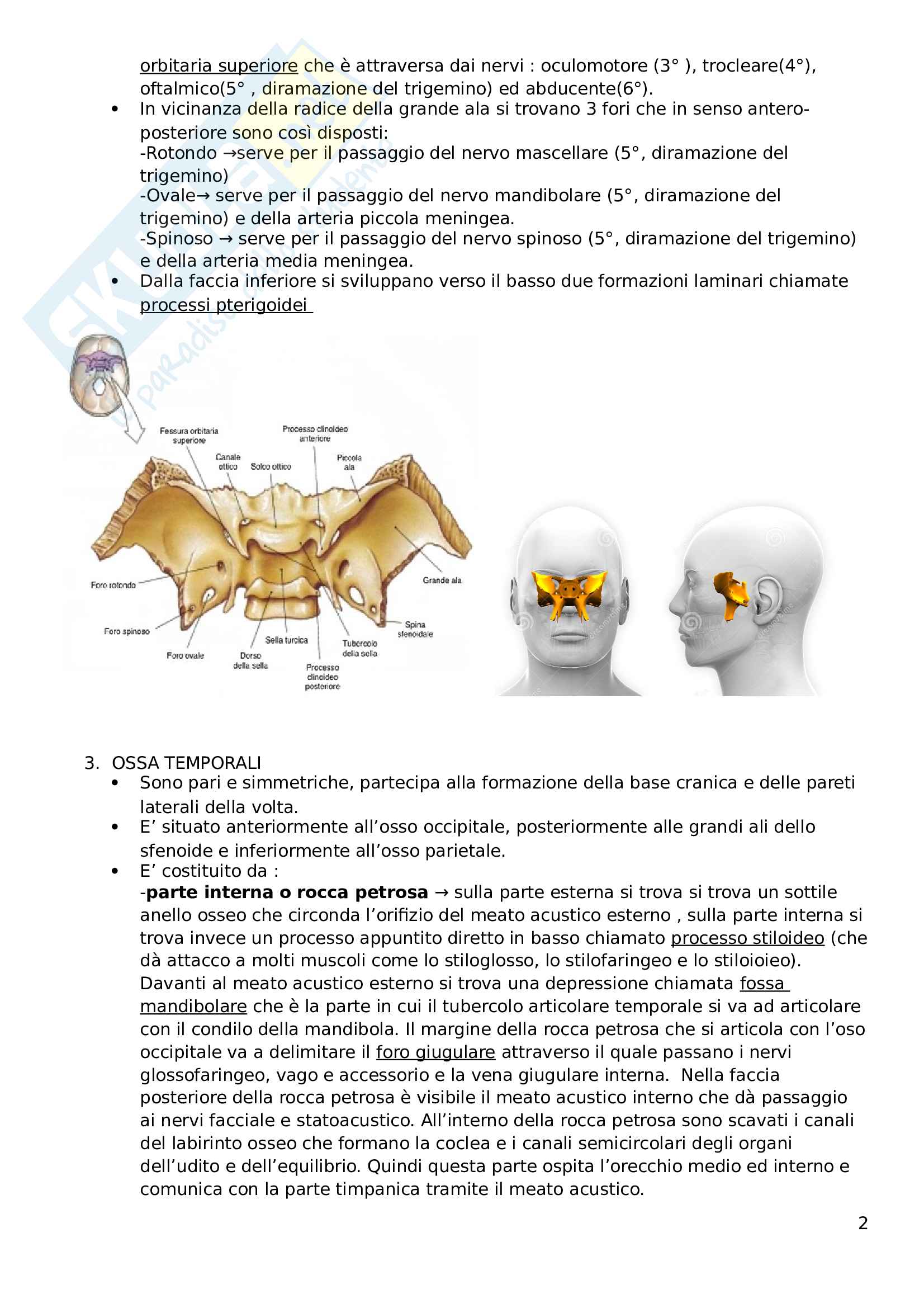Anatomia delle ossa della testa Pag. 2