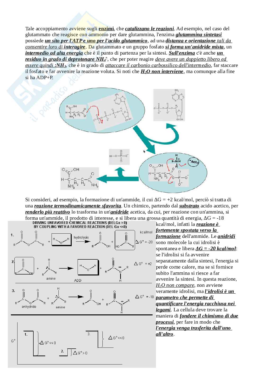 Riassunto esame Biochimica, Prof. Cappiello Mario, libro consigliato I principi di Biochimica, Lehninger Pag. 6