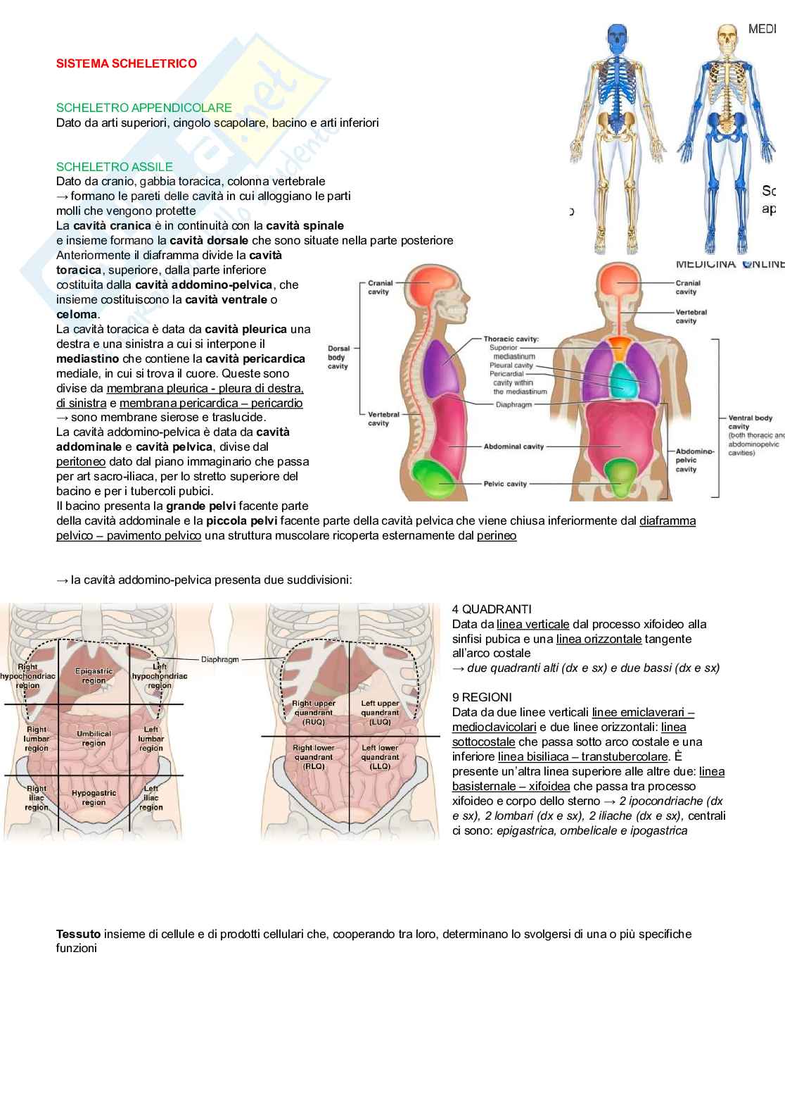 Anatomia degli organi e del sistema nervoso  Pag. 1