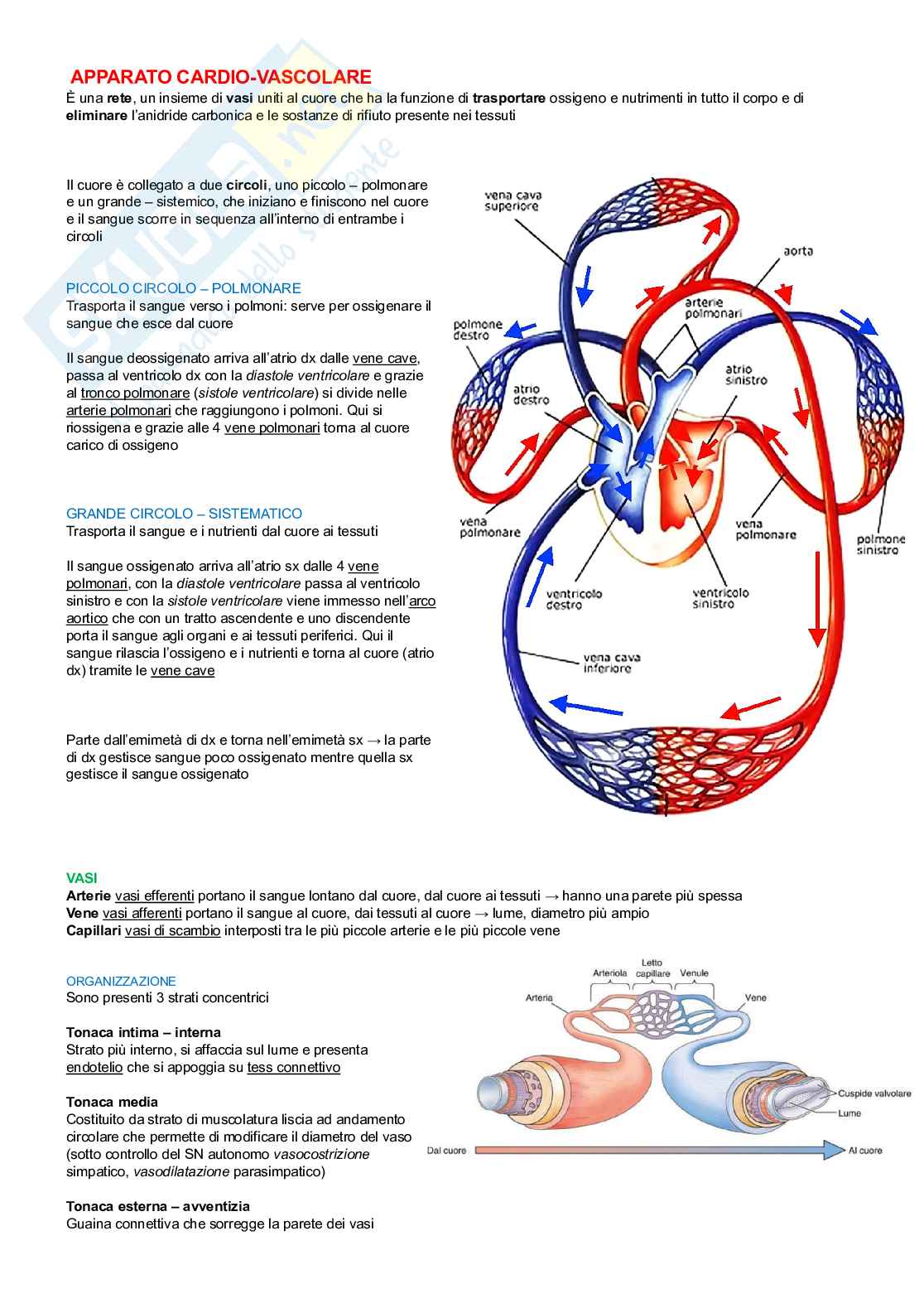 Anatomia degli organi e del sistema nervoso  Pag. 11