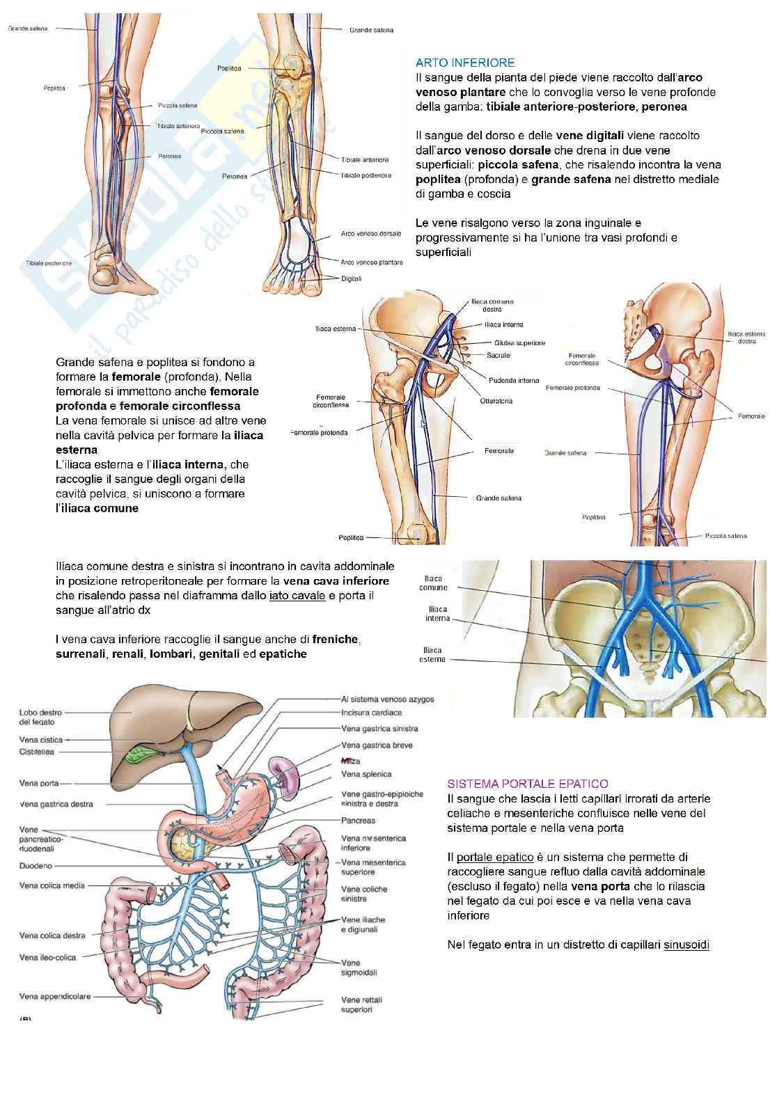 Anatomia degli organi e del sistema nervoso  Pag. 16