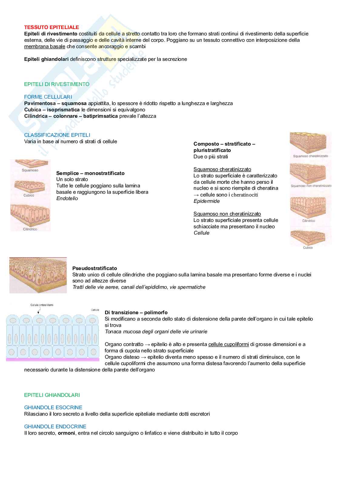 Anatomia degli organi e del sistema nervoso  Pag. 2