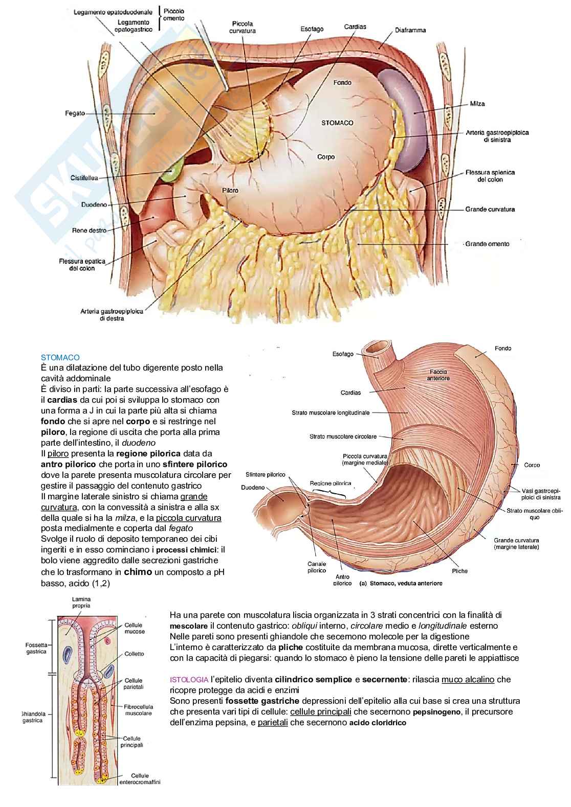 Anatomia degli organi e del sistema nervoso  Pag. 21