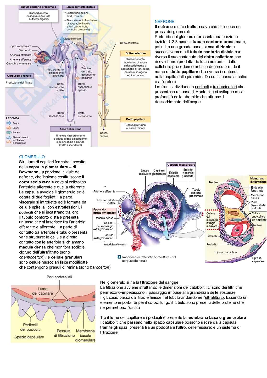 Anatomia degli organi e del sistema nervoso  Pag. 26