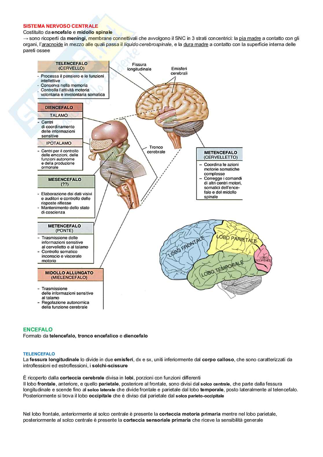 Anatomia degli organi e del sistema nervoso  Pag. 31