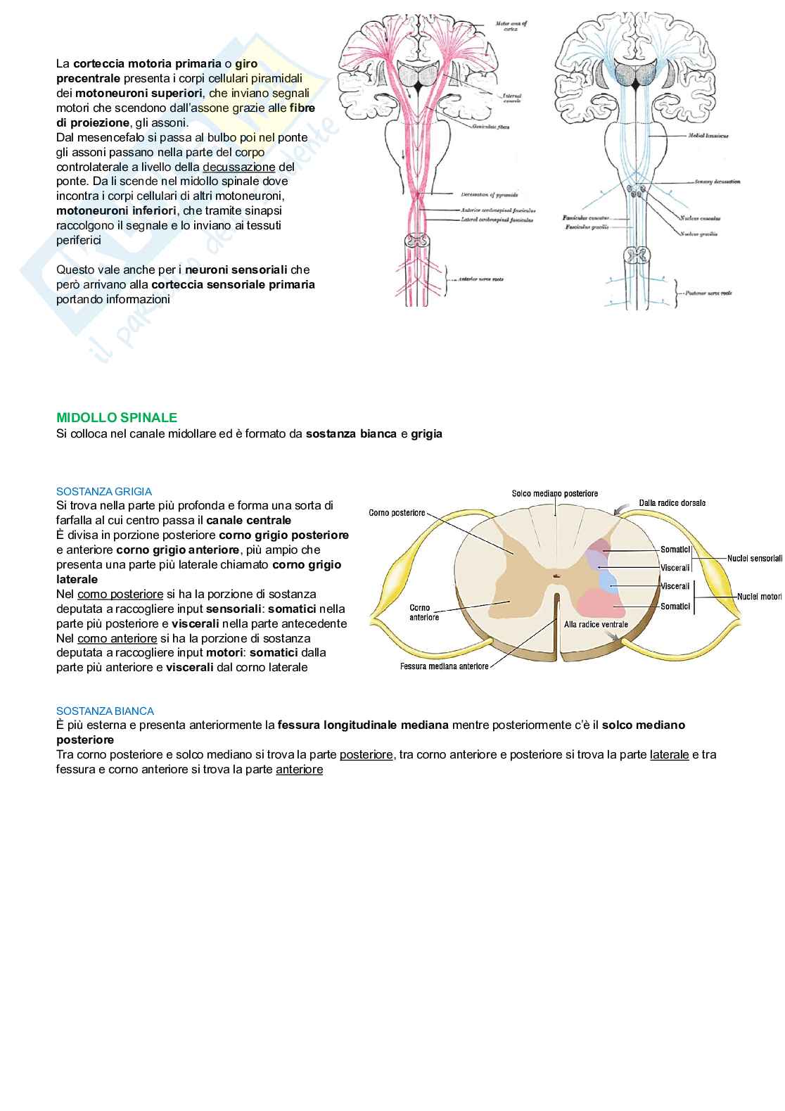 Anatomia degli organi e del sistema nervoso  Pag. 36