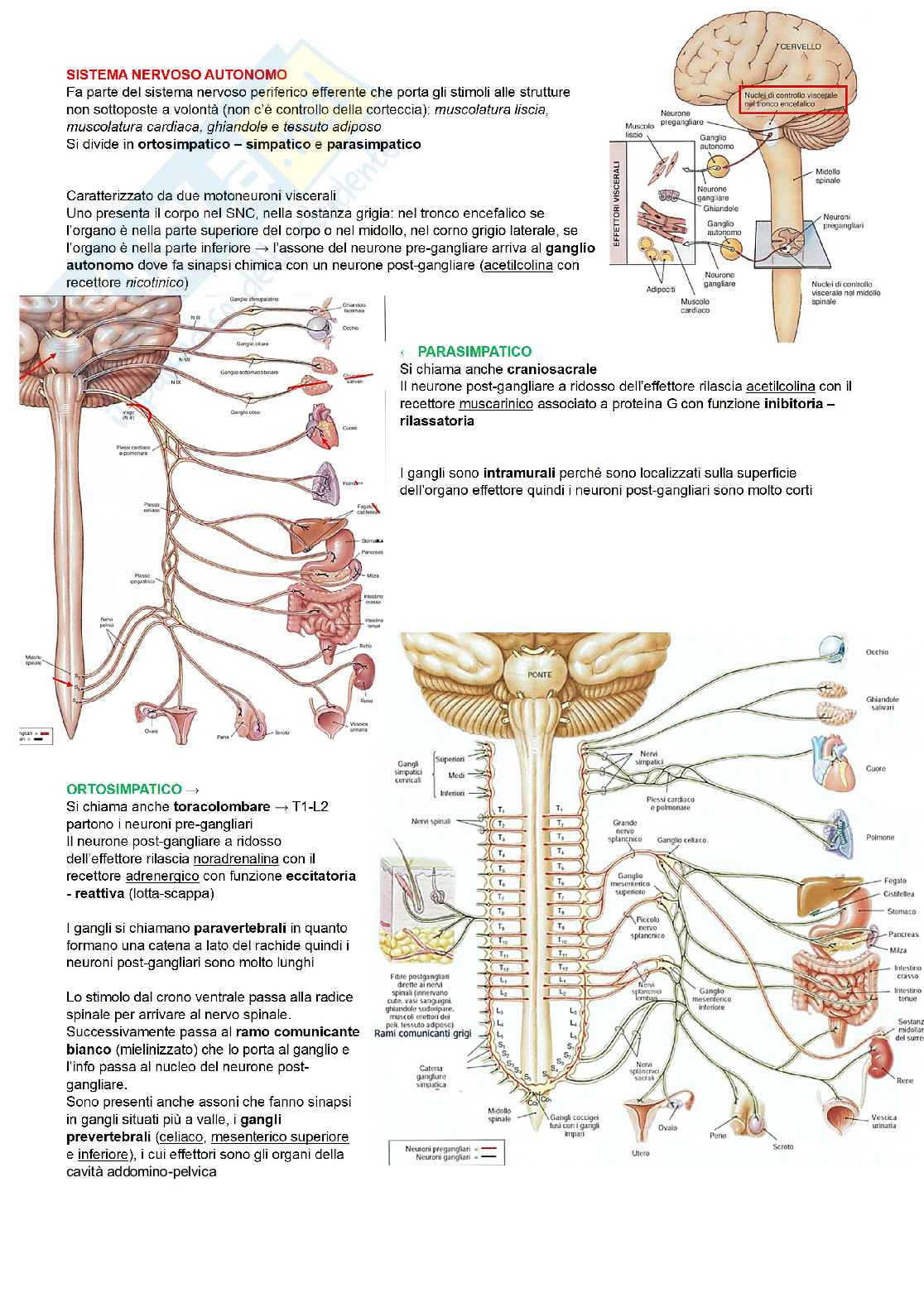 Anatomia degli organi e del sistema nervoso  Pag. 41