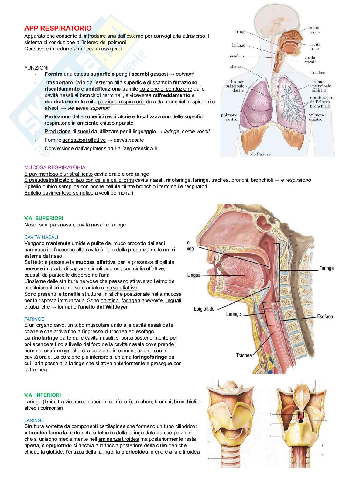 Anatomia degli organi e del sistema nervoso  Pag. 6