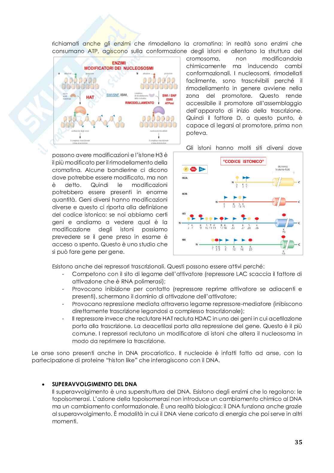 Appunti biologia molecolare Pag. 36