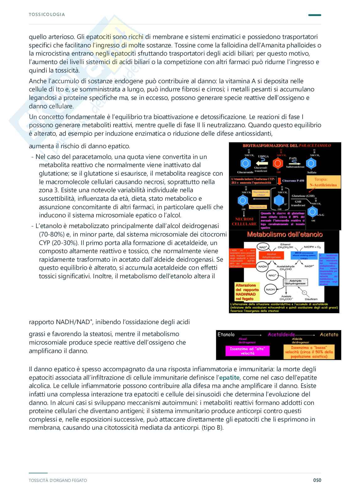 Tossicologia - Appunti completi, 2025/2026 Pag. 51