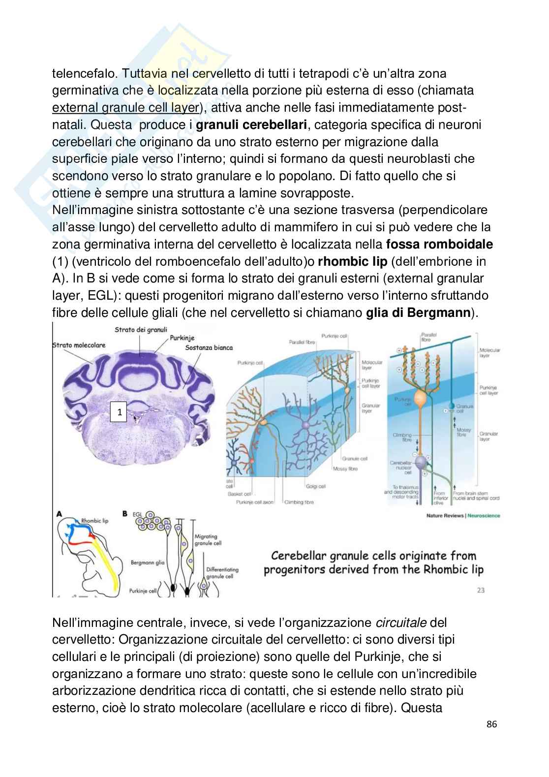 Appunti esame Neurobiologia Comparata Pag. 86