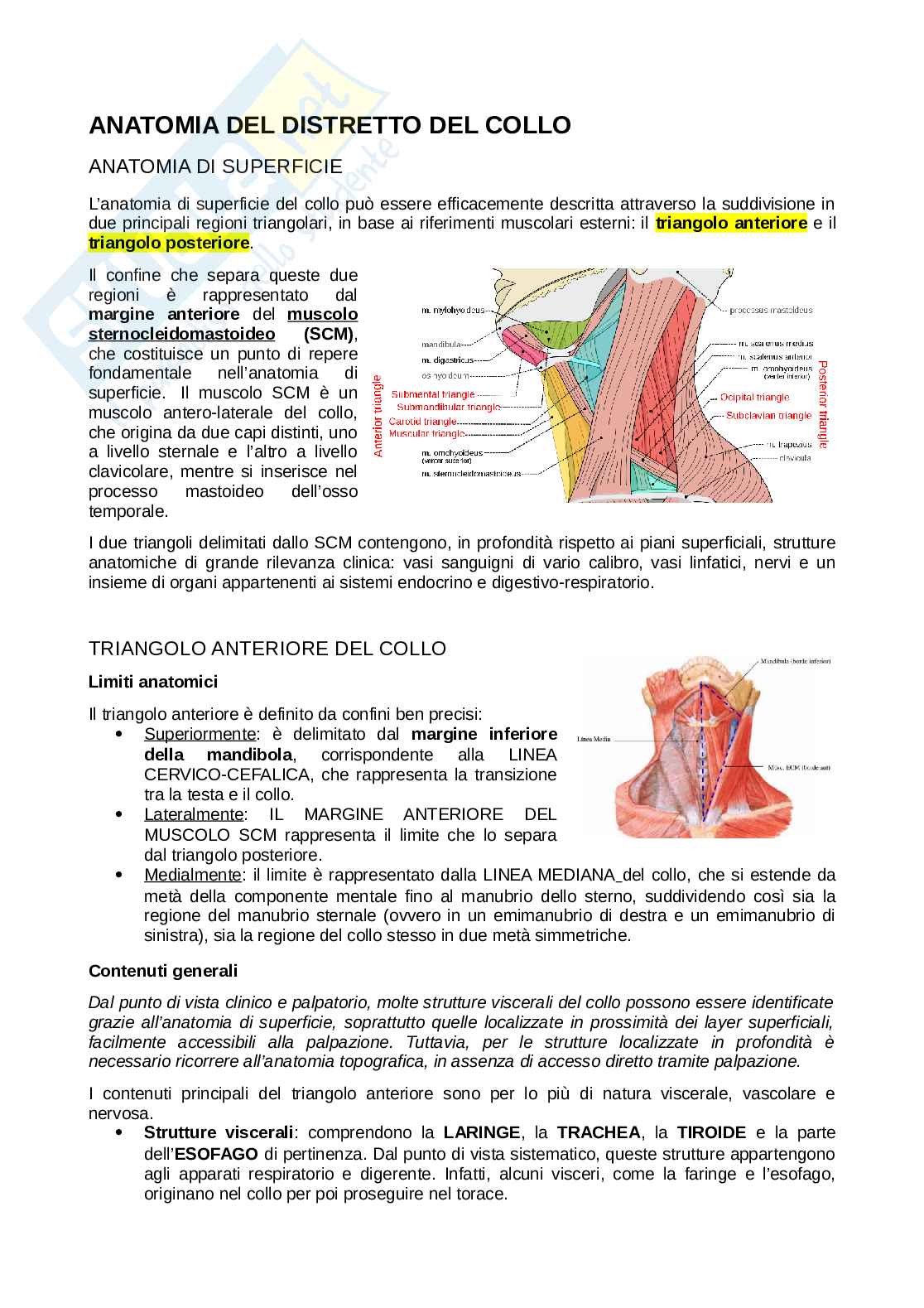 Anatomia completa del collo Pag. 1