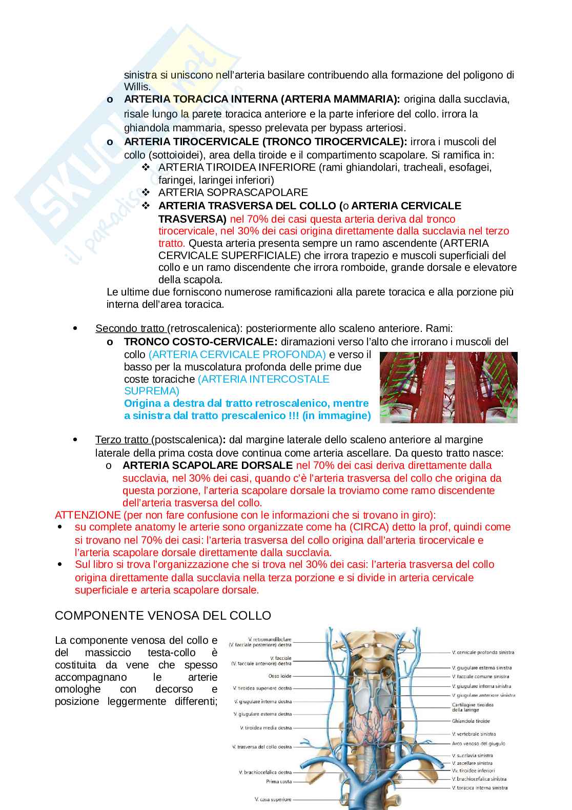 Anatomia completa del collo Pag. 11