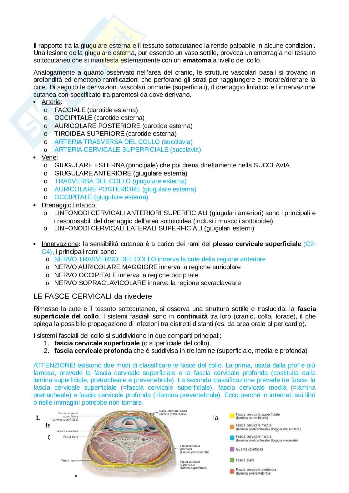 Anatomia completa del collo Pag. 16