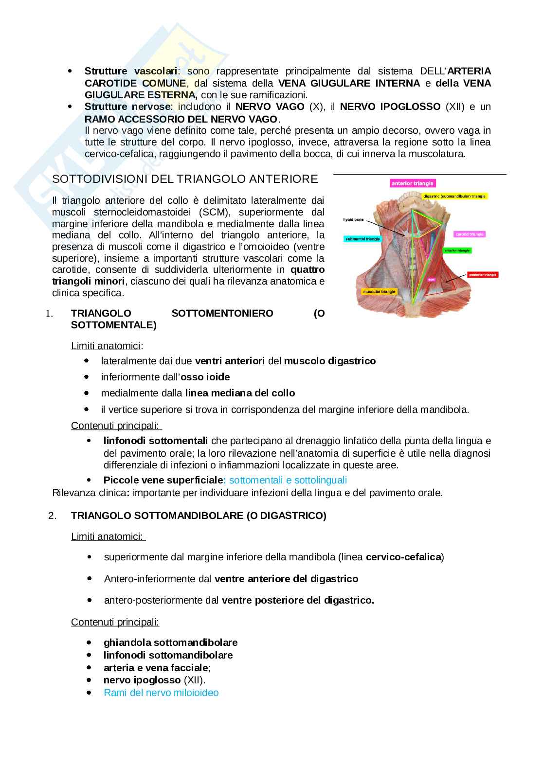 Anatomia completa del collo Pag. 2