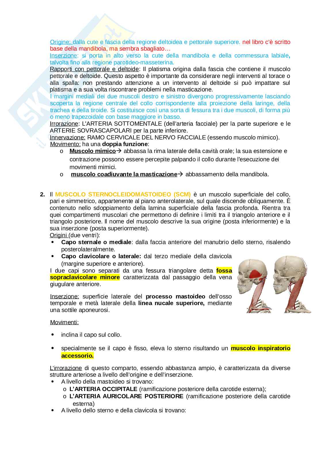Anatomia completa del collo Pag. 21