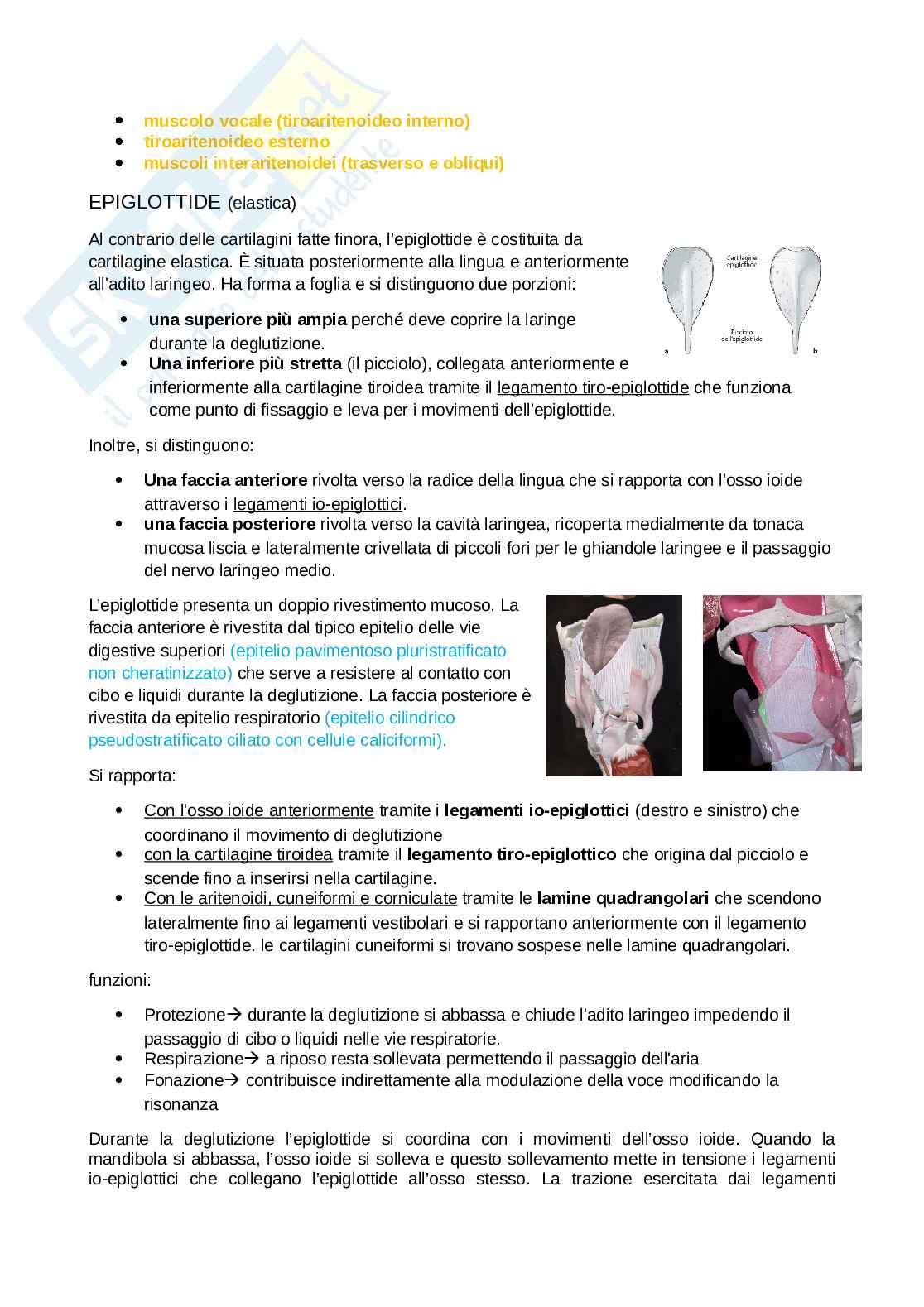 Anatomia completa del collo Pag. 31