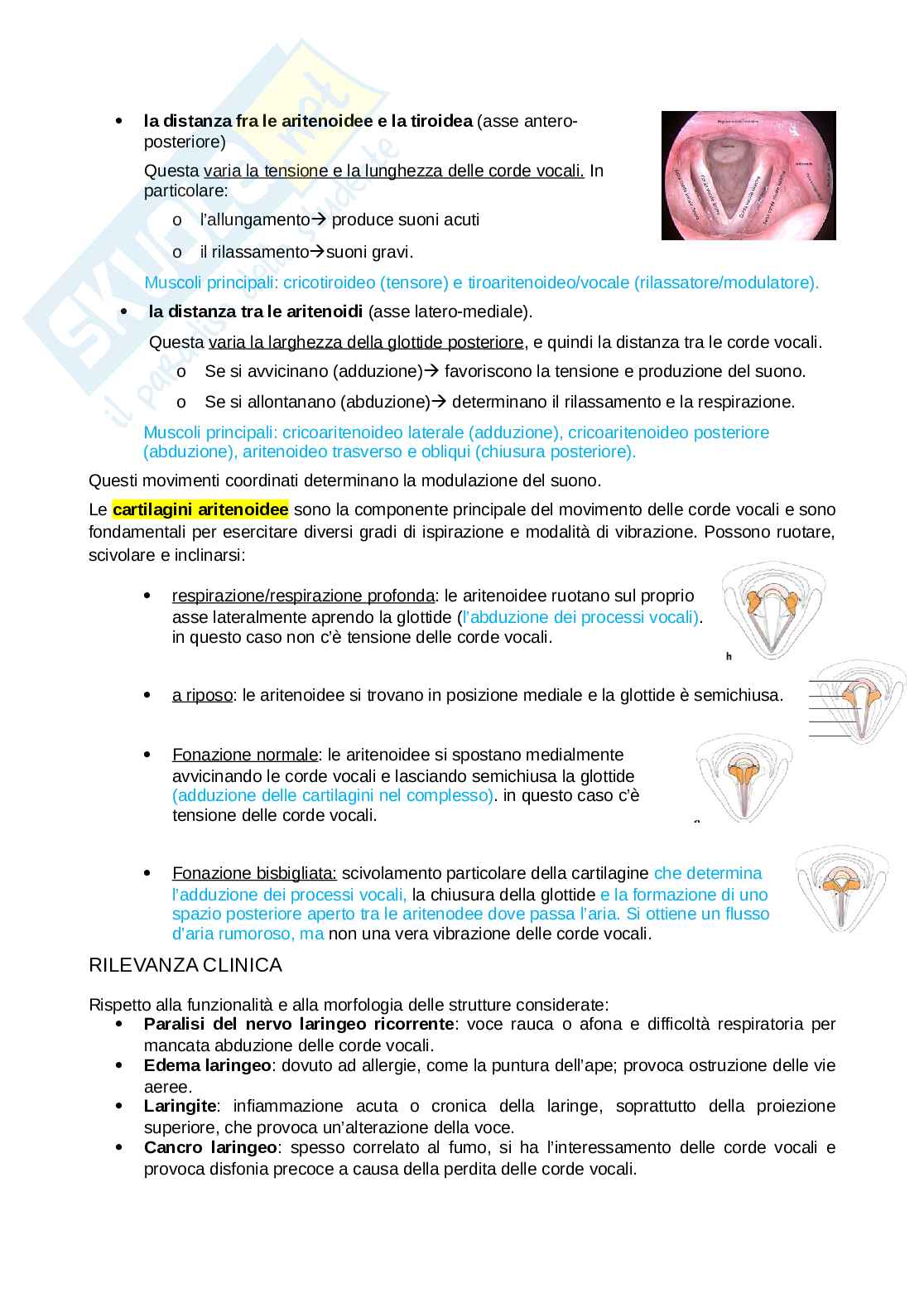Anatomia completa del collo Pag. 36