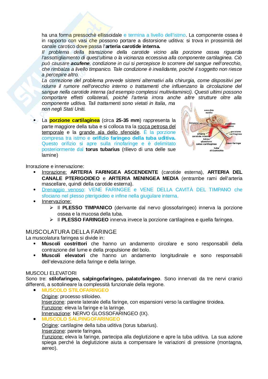 Anatomia completa del collo Pag. 41
