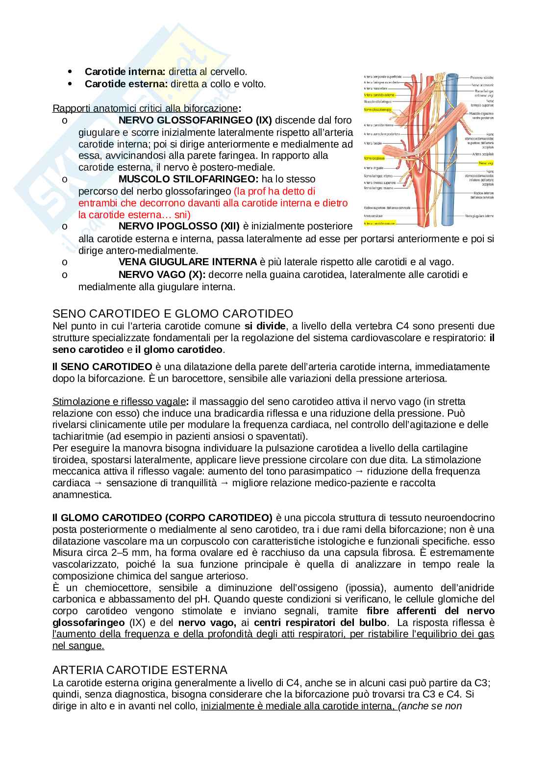 Anatomia completa del collo Pag. 6