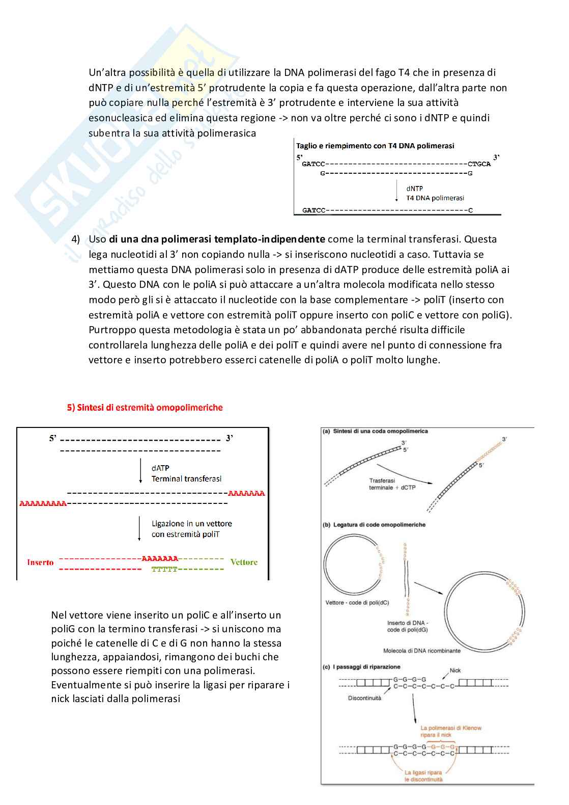 Tecnologia del DNA ricombinante Pag. 46