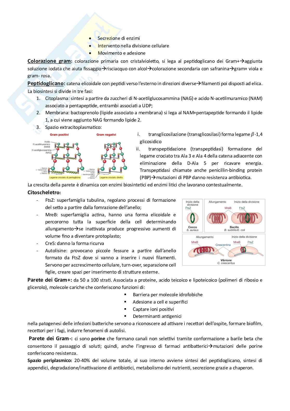 Batteriologia generale - Generalità sulla cellula batterica Pag. 2