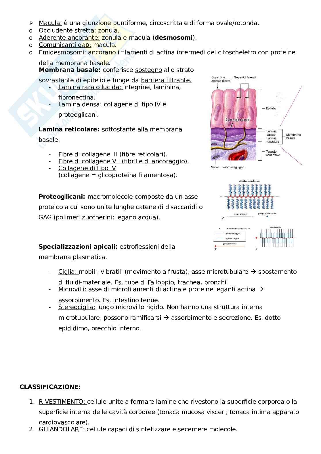 Introduzione istologia e tessuto epiteliale Pag. 2