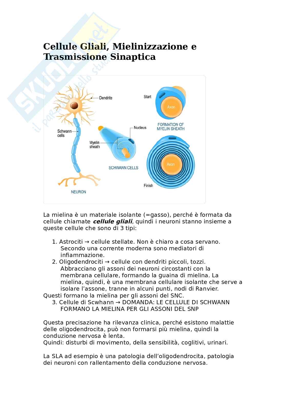 Cellule gliali, mielinizzazione e trasmissione sinaptica Pag. 1