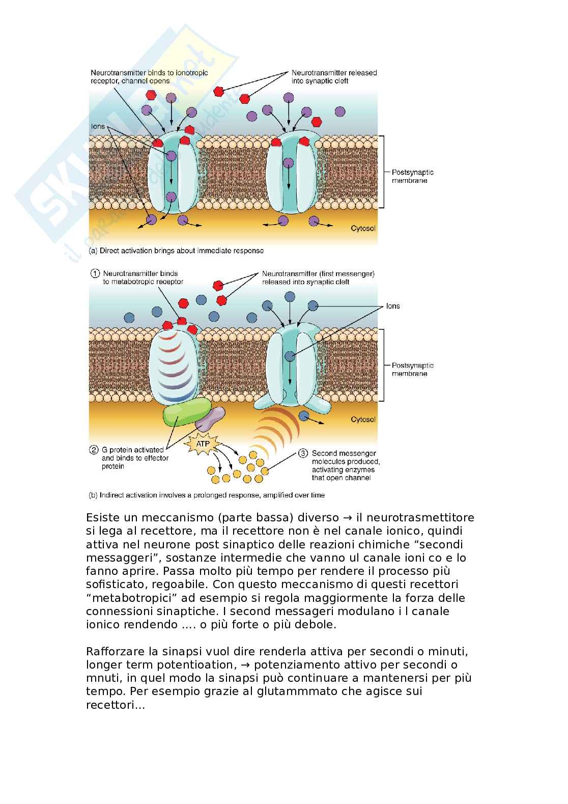 Cellule gliali, mielinizzazione e trasmissione sinaptica Pag. 11