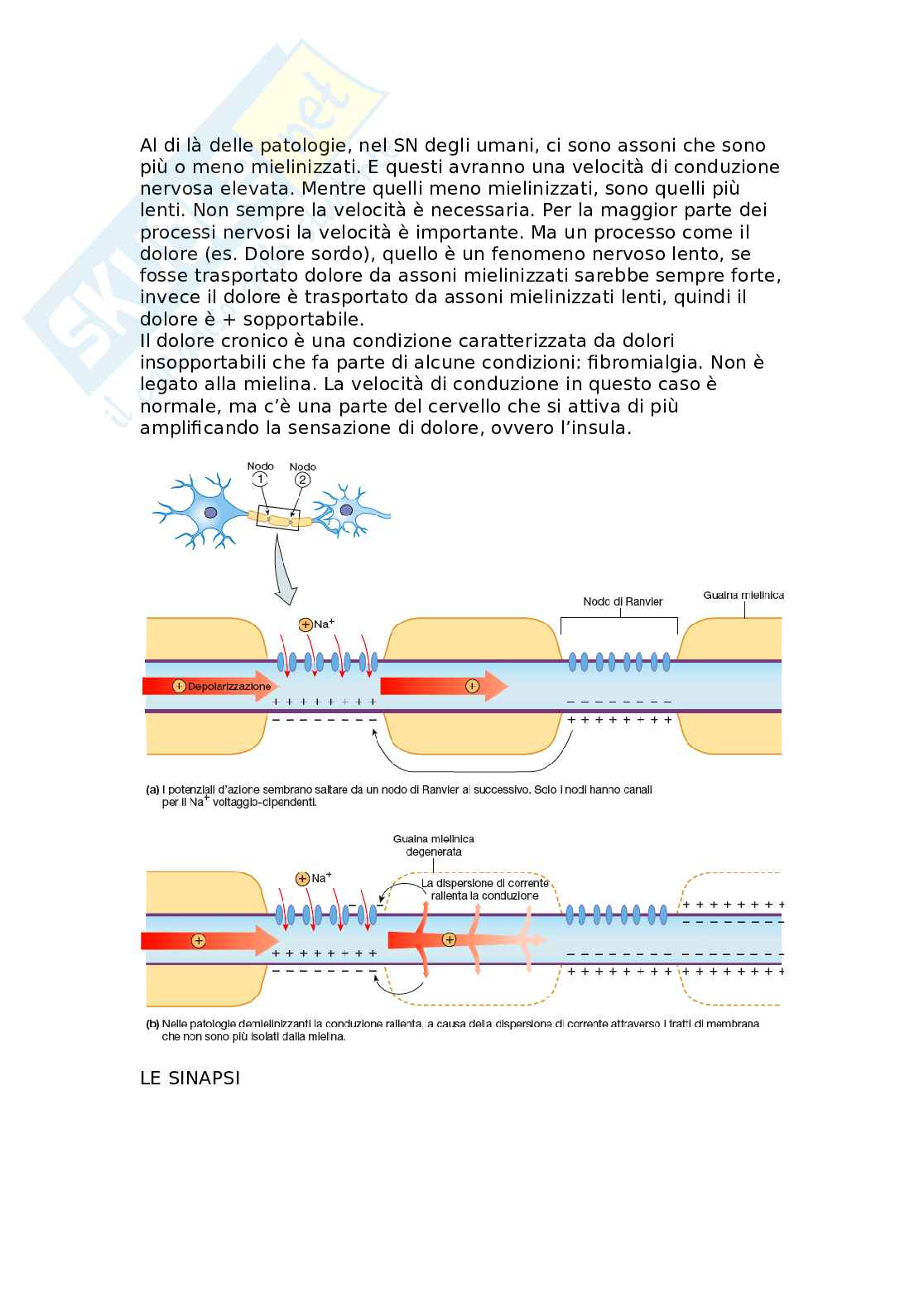 Cellule gliali, mielinizzazione e trasmissione sinaptica Pag. 2