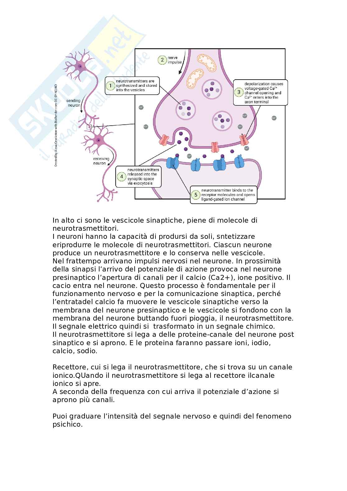 Cellule gliali, mielinizzazione e trasmissione sinaptica Pag. 6
