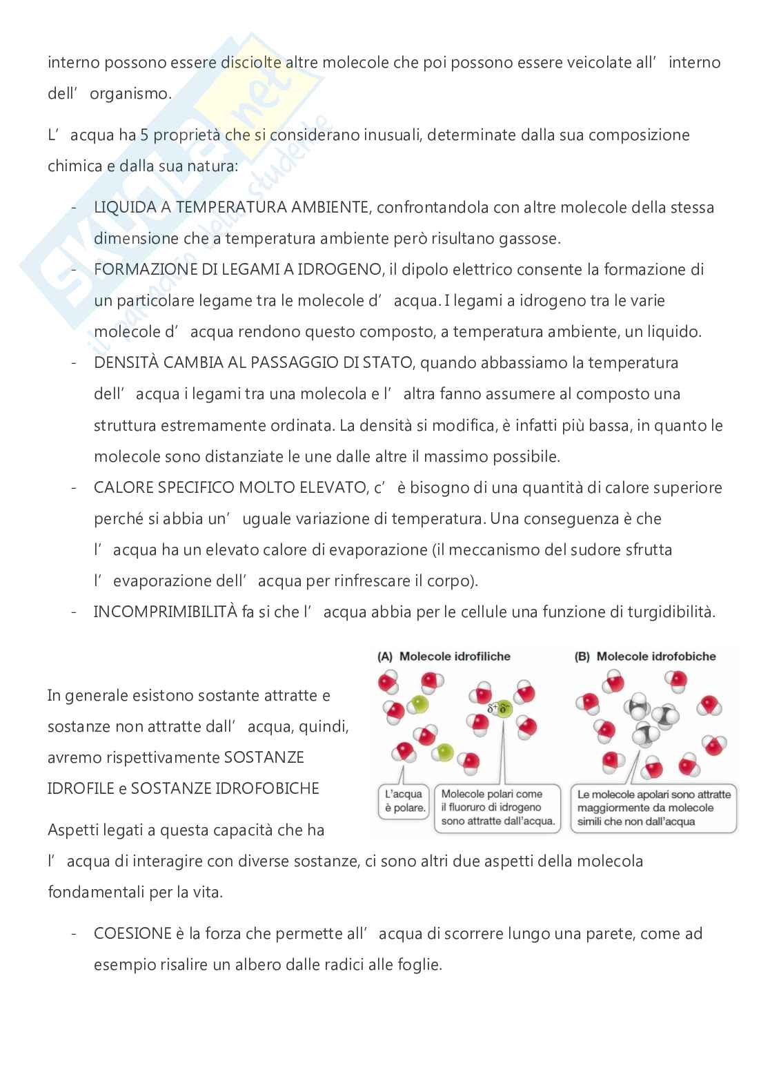 Citologia e istologia - A.A. 2024/2025  Pag. 11