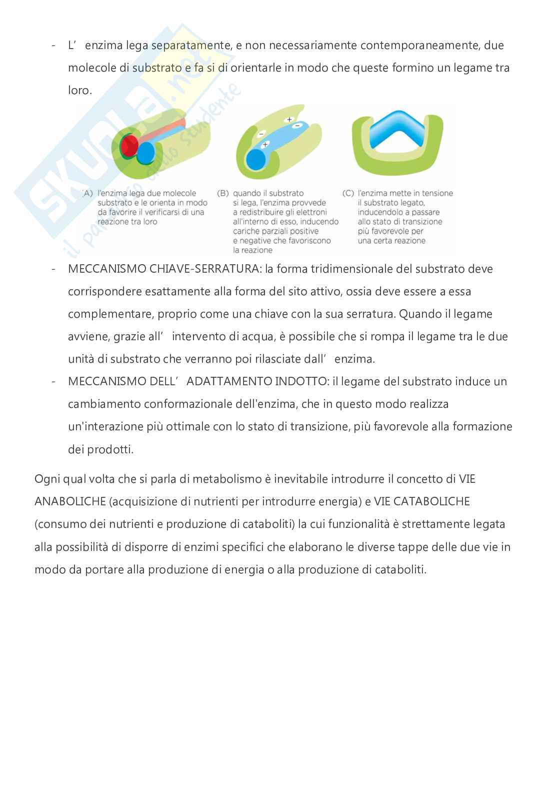Citologia e istologia - A.A. 2024/2025  Pag. 26