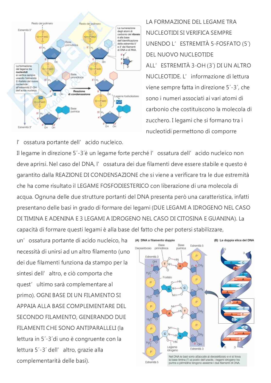 Citologia e istologia - A.A. 2024/2025  Pag. 31