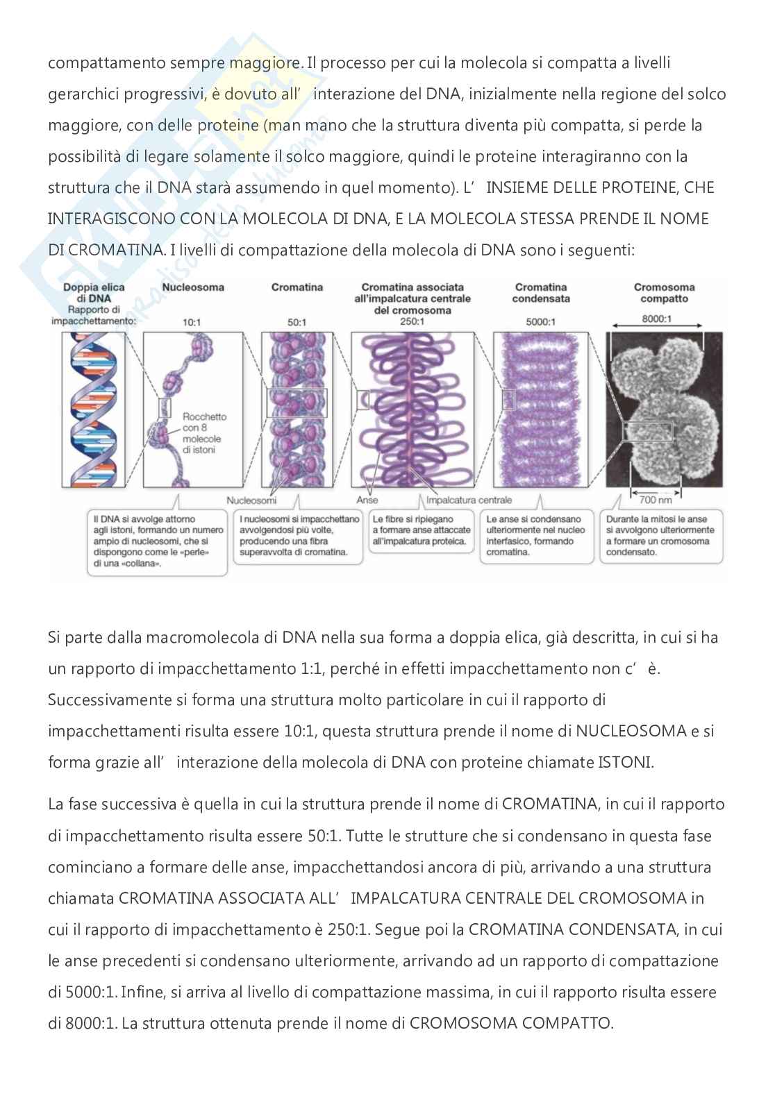 Citologia e istologia - A.A. 2024/2025  Pag. 41