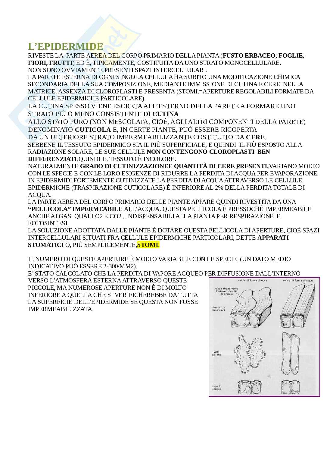 Appunti biologia vegetale Pag. 31