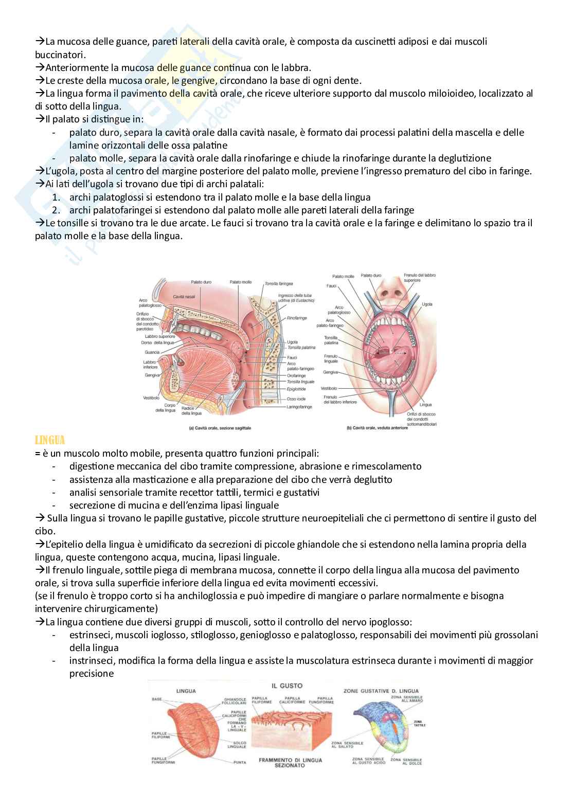 Anatomia umana - Apparati Pag. 11