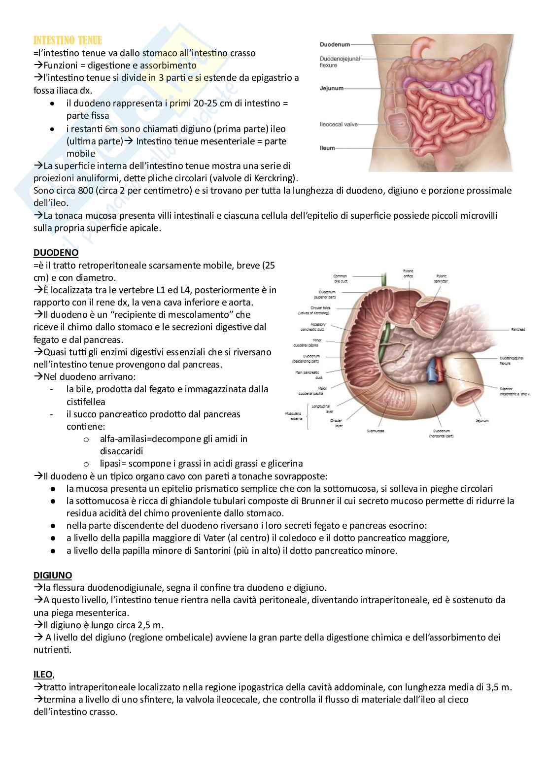 Anatomia umana - Apparati Pag. 16
