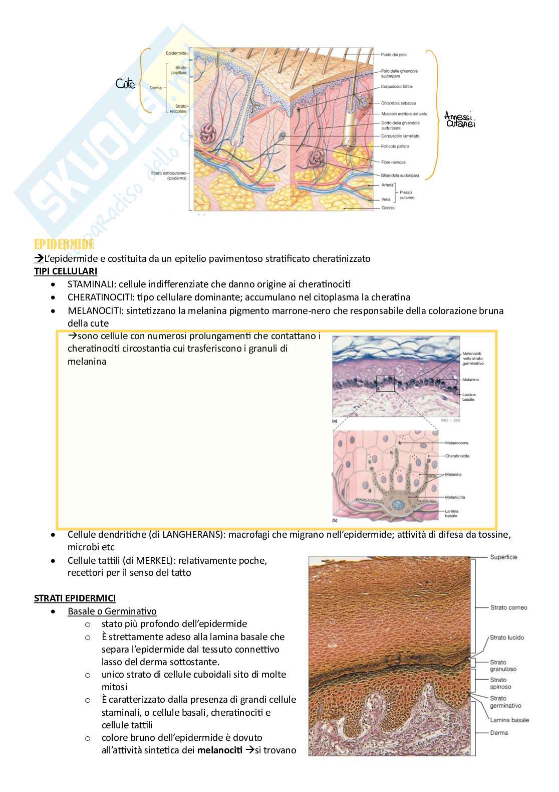 Anatomia umana - Apparati Pag. 2
