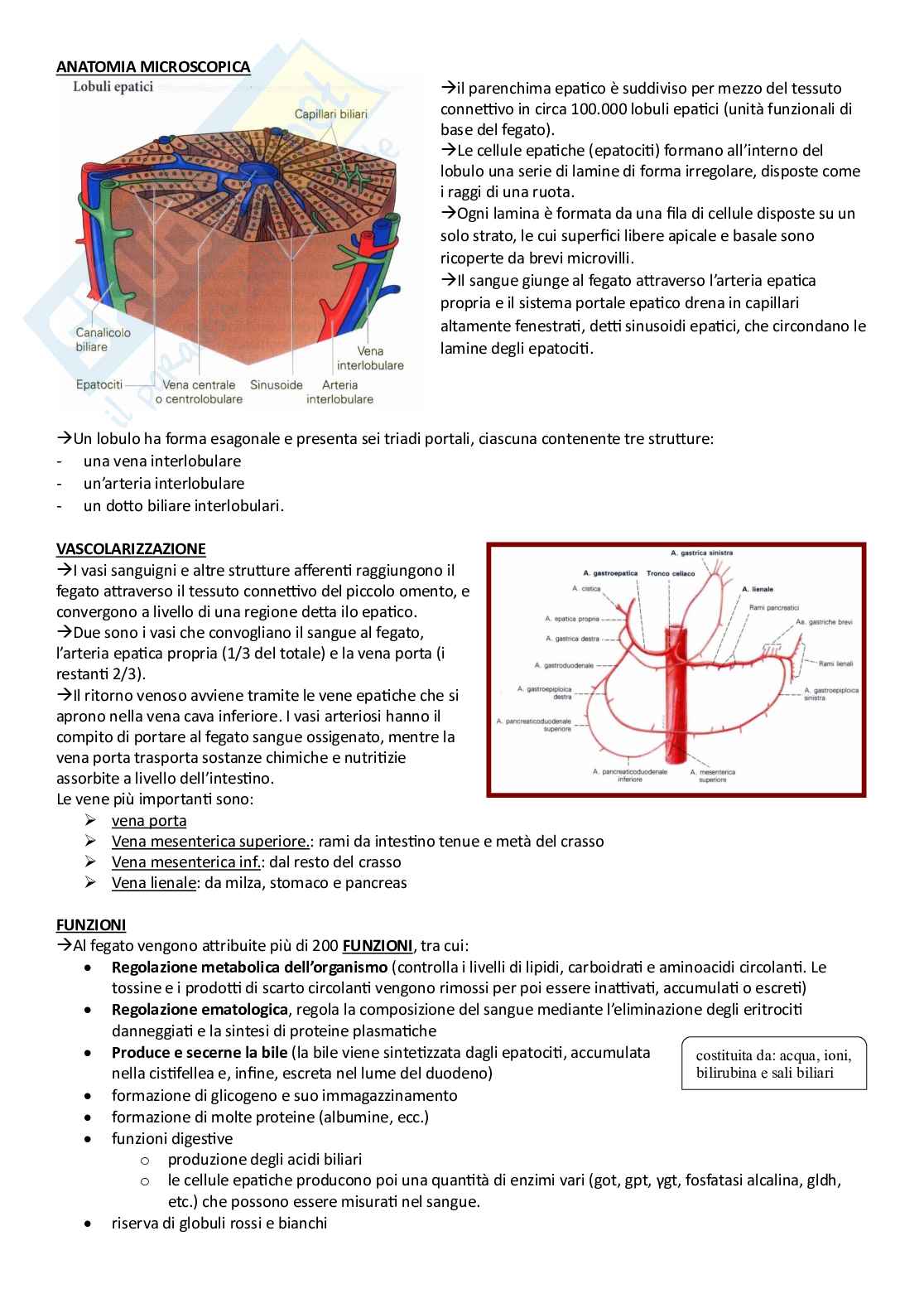 Anatomia umana - Apparati Pag. 21