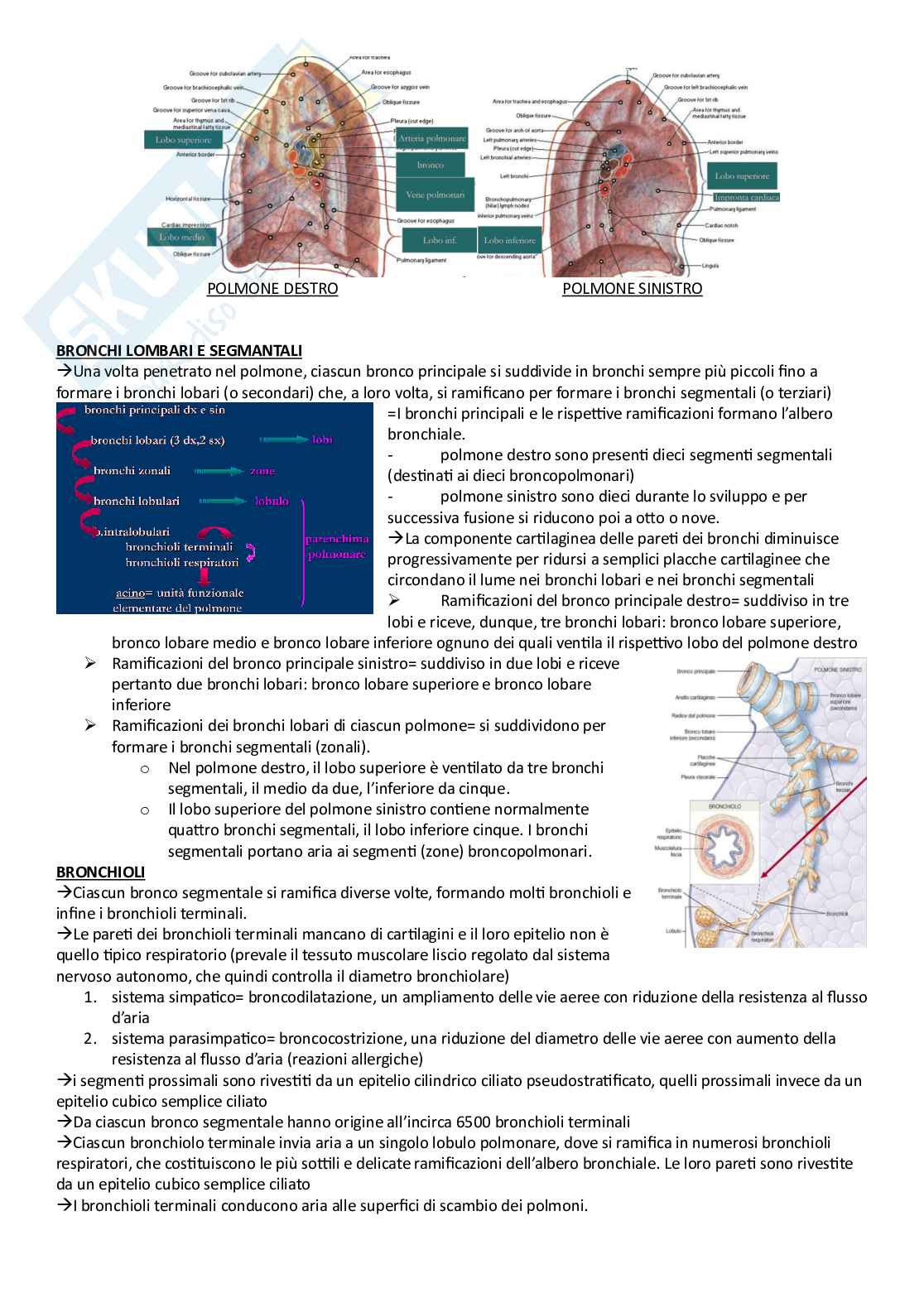 Anatomia umana - Apparati Pag. 31