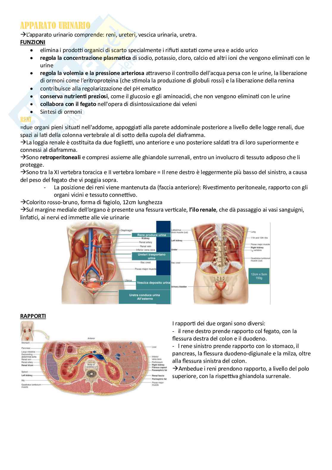 Anatomia umana - Apparati Pag. 36