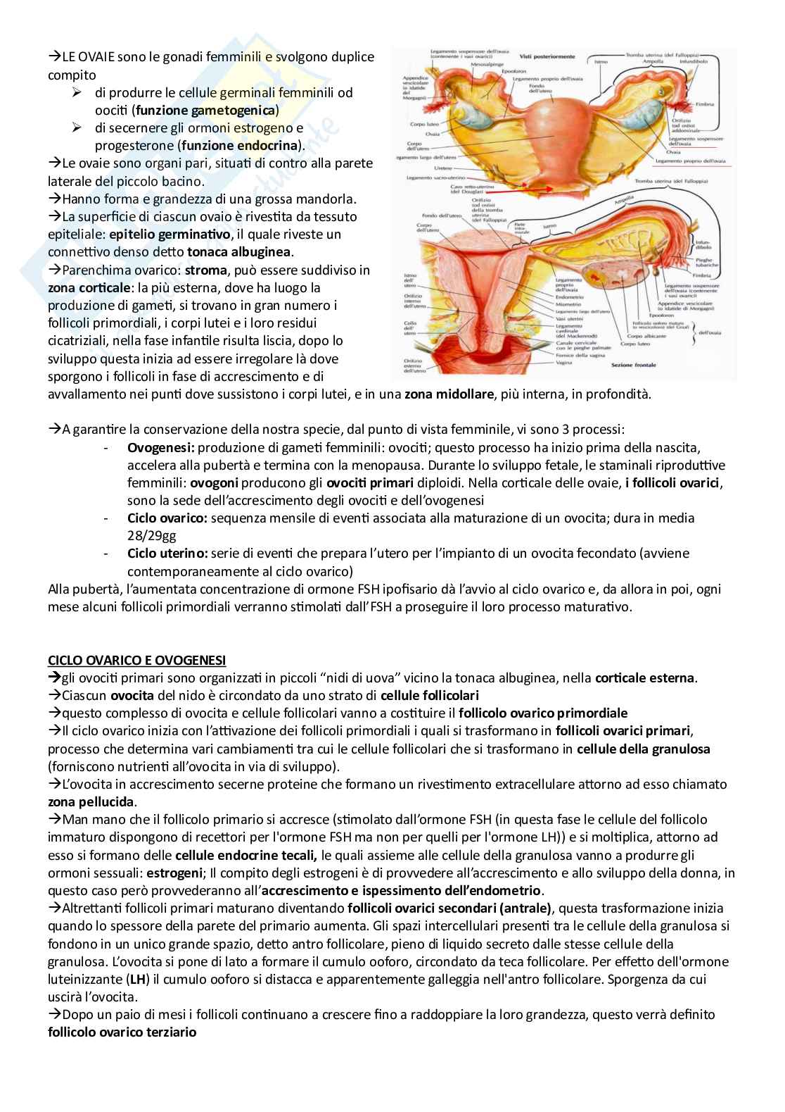 Anatomia umana - Apparati Pag. 51
