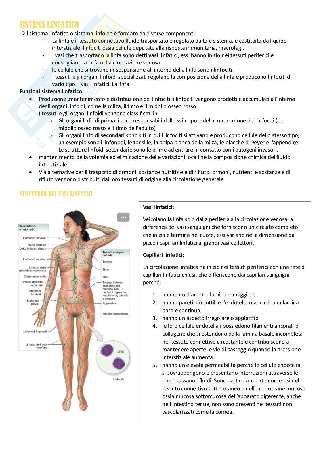 Anatomia umana - Apparati Pag. 56