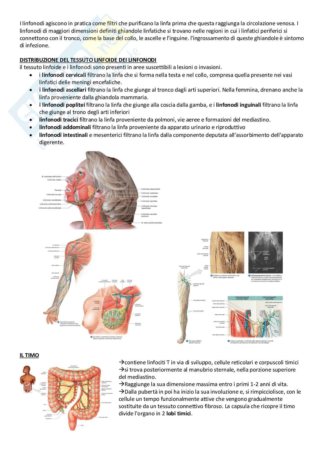 Anatomia umana - Apparati Pag. 61