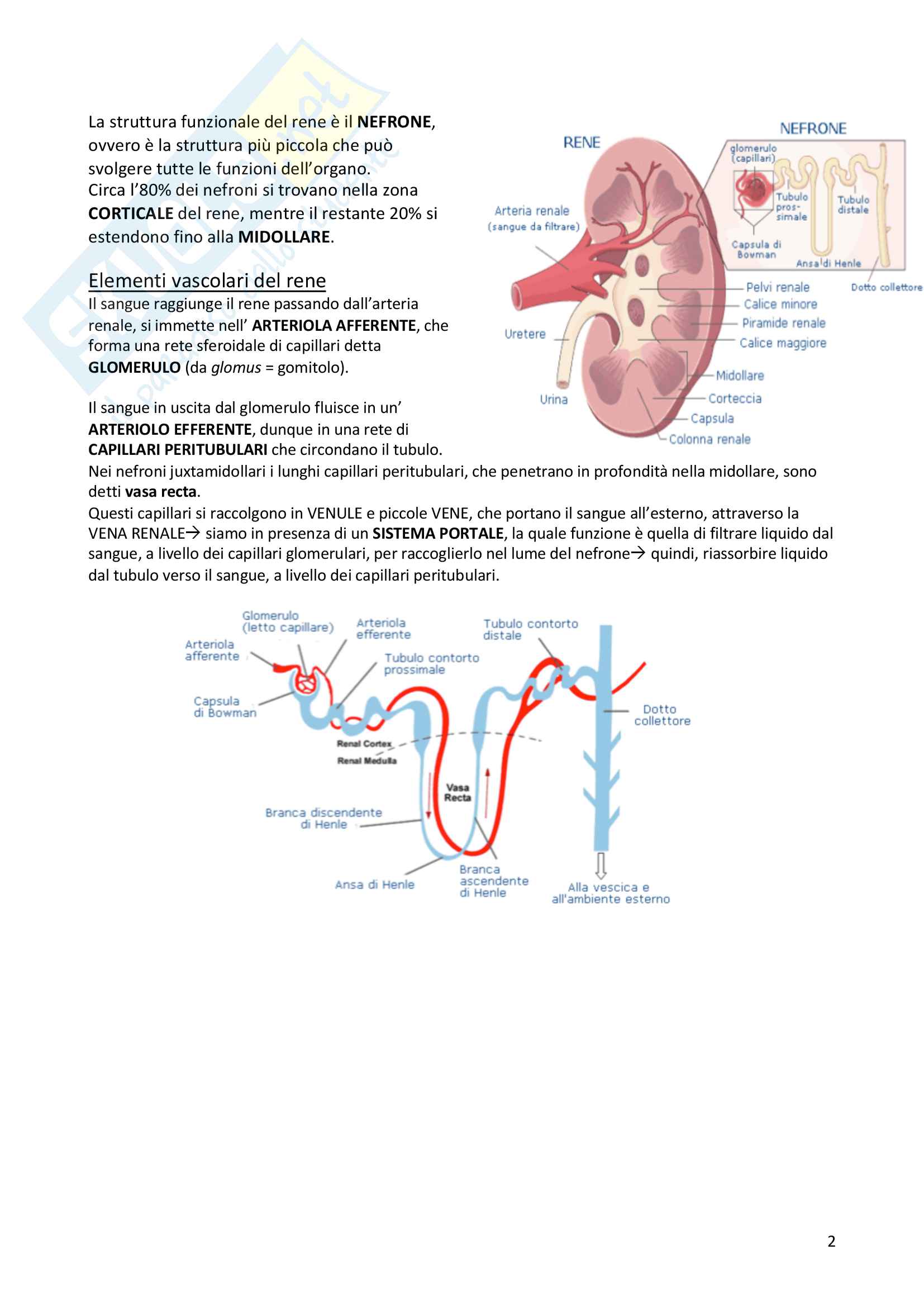 5. Apparato renale Pag. 2