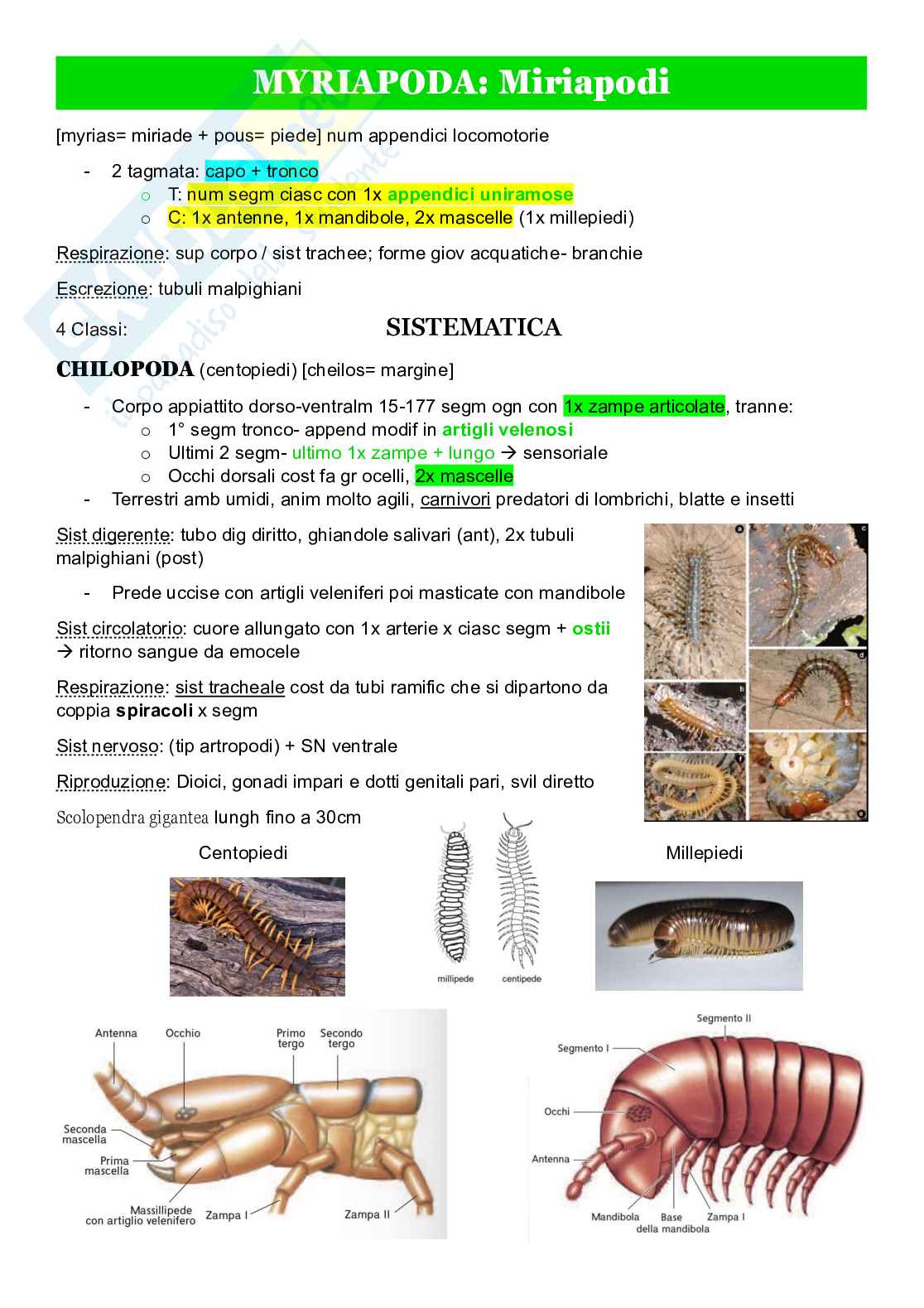 Zoologia sistematica Pag. 11