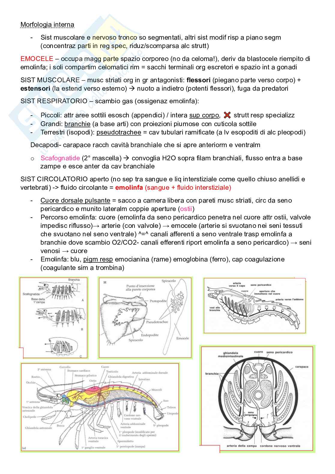Zoologia sistematica Pag. 16